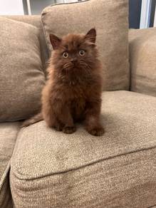 British Longhair Chocolate Cinnamon 