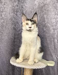 Mainecoon Female 10 month