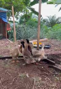crested duck , itik mallard 