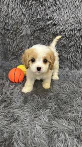 CavaPoo (Cavalier King Charles mix Poodle) 查理斯贵宾泰迪
