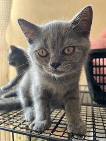 Kucing British shorthair cat BSH cat adoption