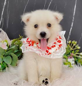Pomsky
