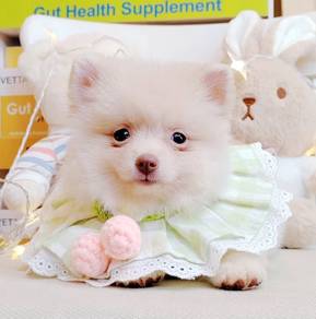Pomeranian