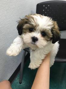 U7749 Lively Shih Tzu / Shihpoo / Cute / Tricolor