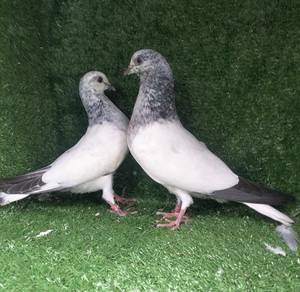 burung merpati Pakistan hiflyer tabby 