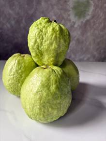 Pembekal Jambu Lohan (King Of Jambu)