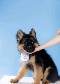 German Shepherd