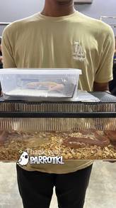 ular corn snake boleh delivery