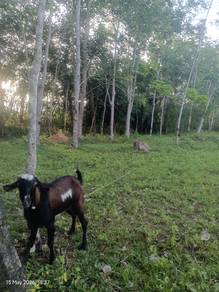 Kambing Jantan 