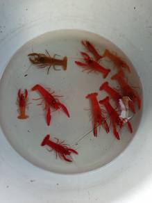 lobster charki