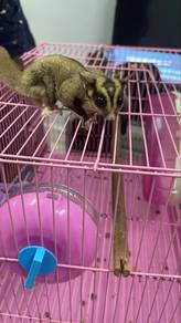 sugar glider