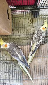dua pasang cockatiel 