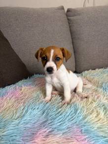 Jack russel puppy