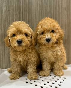 Toy poodle 