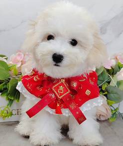 Bichon Frise