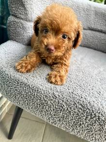 maltipoo puppy/