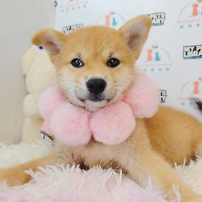 Shiba INu