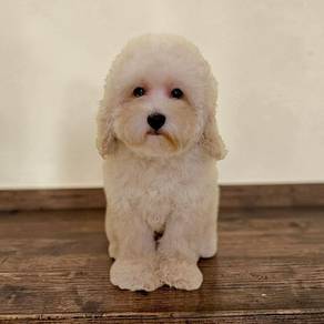 Poodle Maltipoo 