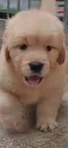 Golden retriever champion line mka