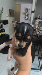 Special Offer ! Chihuahua puppy (female)