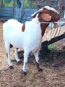 Bapak kambing besar
