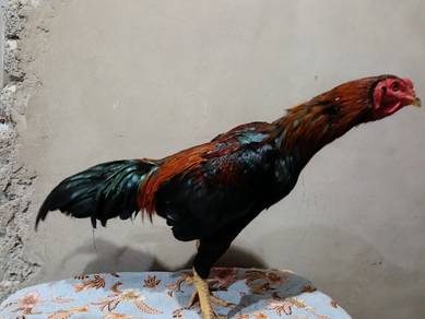 ayam pakoy