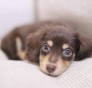 MINIATURE DACHSHUND Puppies D149 PREMIUM Quality