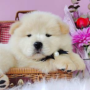 Chow Chow