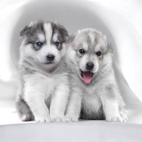 Wooly husky only 1