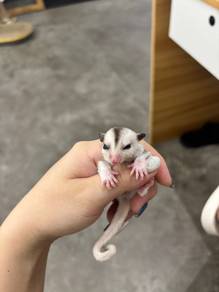 Sugar Glider Mosiac Betina