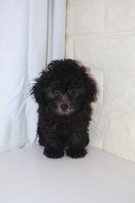 J0431 Grey Poodle Teddy Bear Curly Coat Puppy