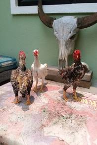 ayam ko shamo trio
