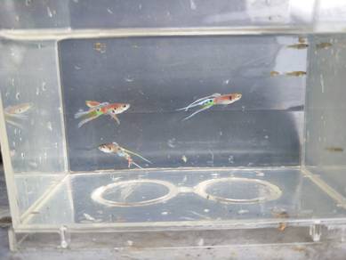 Guppy silver double sword tail 1Pair