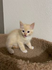 Mix Bsh Tabby Kitten