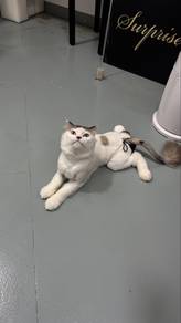 Ragdoll Mix