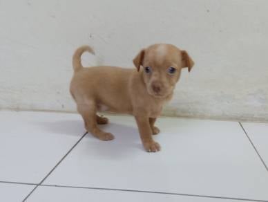 5 week old female chihuahua 