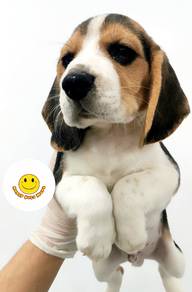 BB3000 Beagle cue puppies dogs