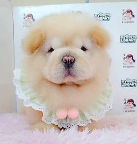 Chow chow