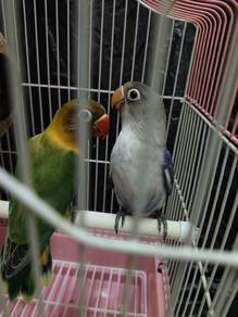 Burung Baji