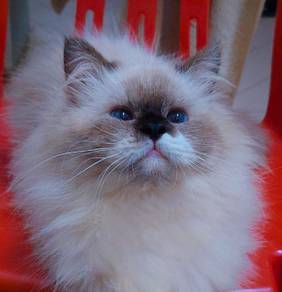 Ragdoll Cat Mating