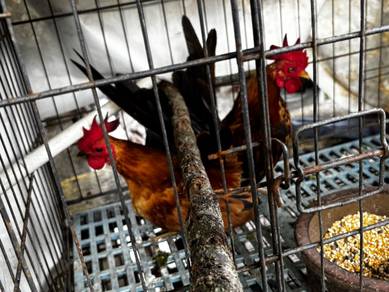 Ayam Serama Cantik