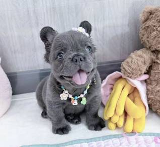 FRENCH BULLDOG PUPPIES 🌻VIP162 Long Fur / Girl
