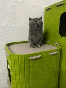 Munchkin Bsh