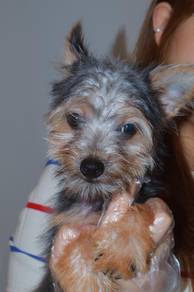 E48 Cute Silkese Dog