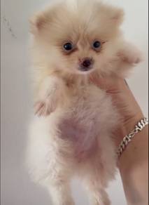 Pomeranian