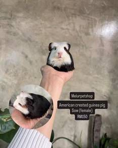 nak jual guinea pig murah ii
