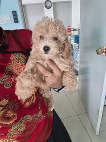 Toy poodle