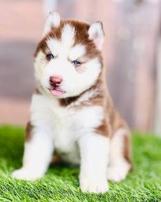 Beautiful & adorable Husky puppies available!
