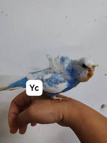 Pied spangle Hagoromo budgie 