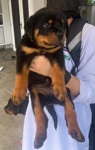 Rottweiler